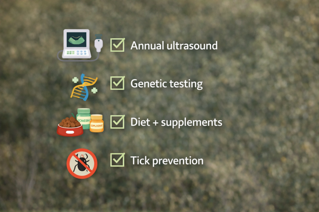 Infographic showing prevention tips for GSDs, explaining how can I prevent hemangiosarcoma in my GSD with screening, diet, and care.