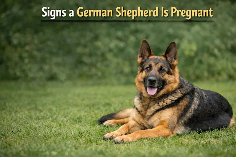 Signs a German Shepherd Is Pregnant: real-life photo of a pregnant German Shepherd lying on green grass with a visible belly outdoors.