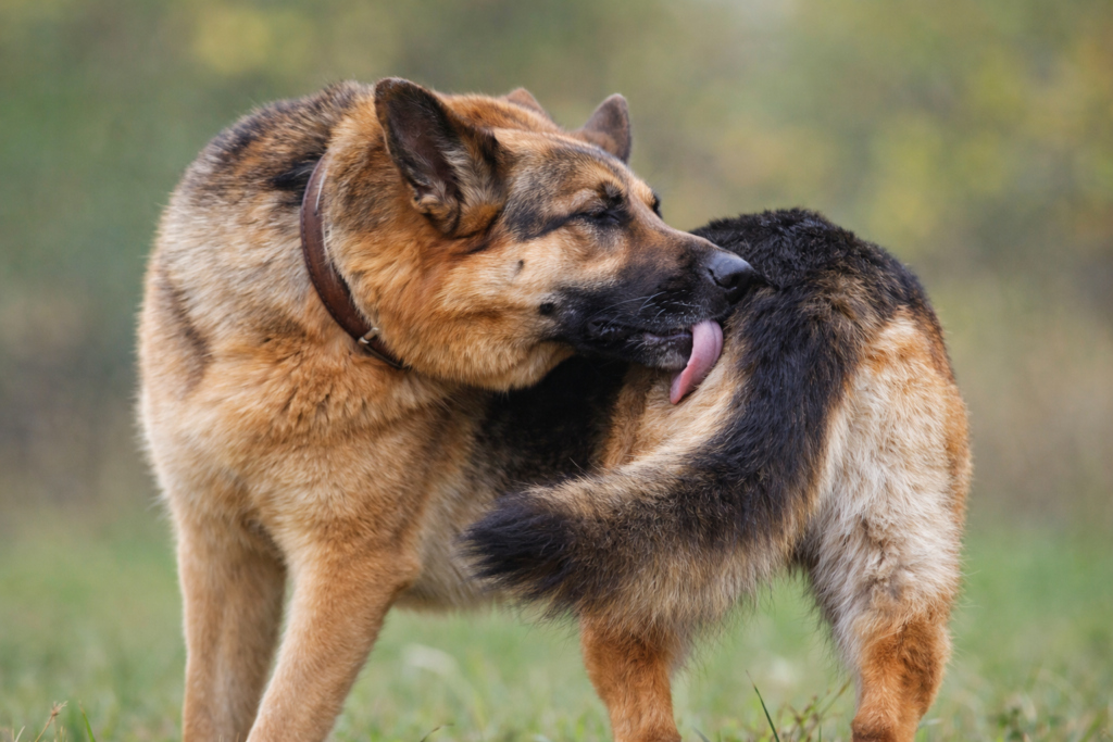 Fishy odor linked to anal gland infection as a lesser-known German Shepherd bad breath cause