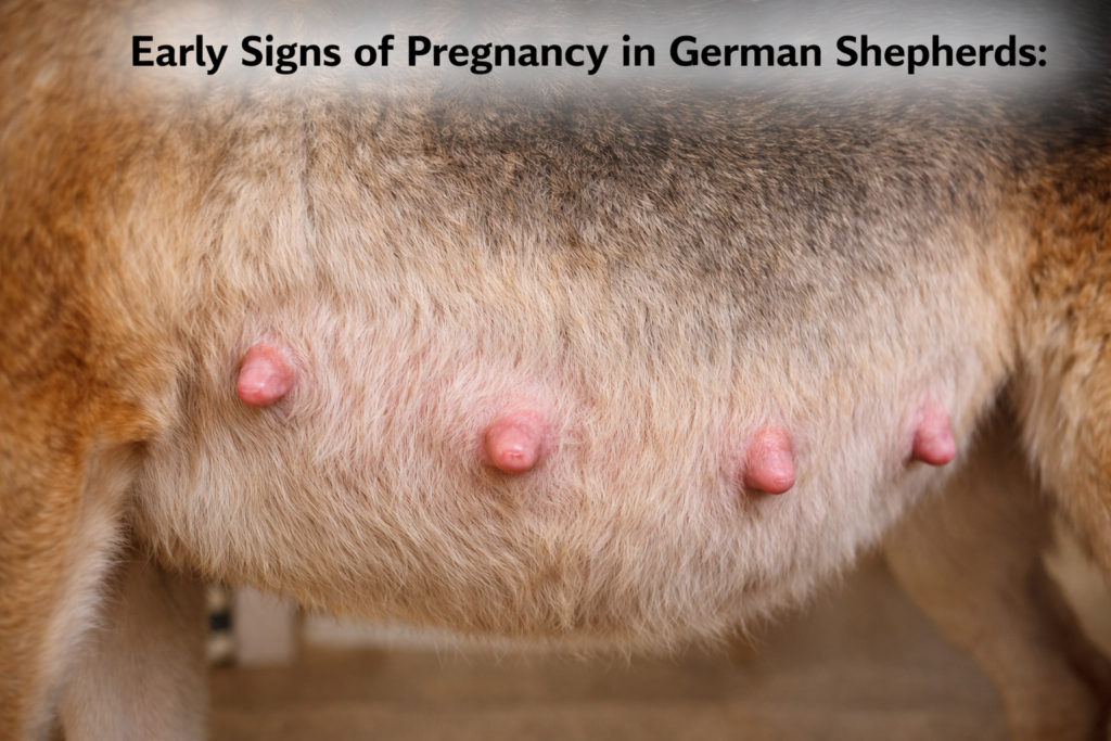 Early signs showing how long are German Shepherd dogs pregnant with enlarged nipples and mild belly growth in weeks 3 to 5