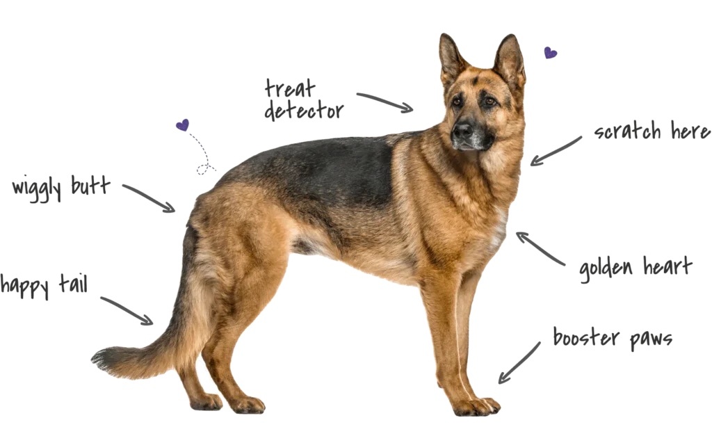 Diagram explaining German Shepherd double coat structure showing guard hairs and undercoat insulation protection system
