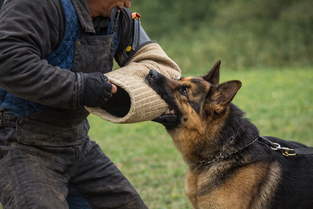How strong is a German Shepherd’s bite? Trained German Shepherd gripping a bite sleeve during controlled protection training session