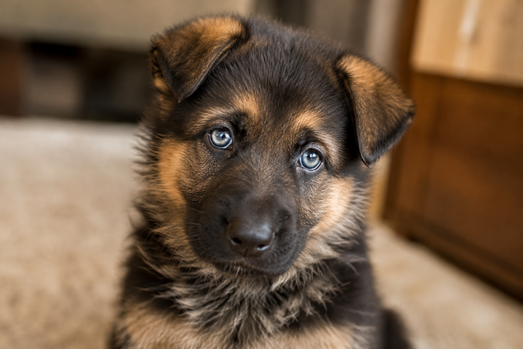 German Shepherd puppy with temporary blue eyes showing early eye color stage before changing into permanent brown color