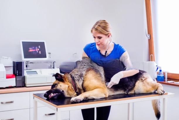 Veterinarian examining a pregnant German Shepherd during a dog pregnancy due date calculator guide