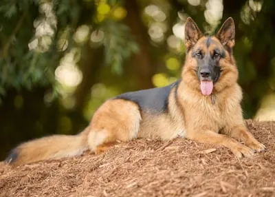 German Shepherd showing emergency panting symptoms that require immediate veterinary attention and urgent medical care