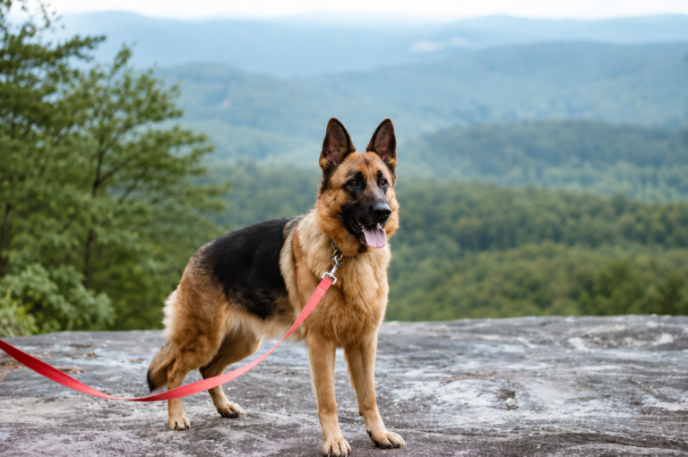 Healthy German Shepherd panting normally after exercise outdoors, showing natural cooling behavior on a warm day